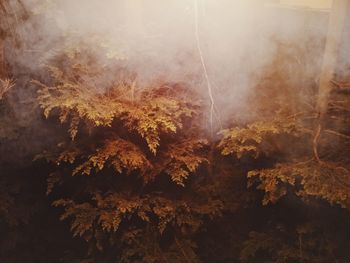 Trees by smoke at forest