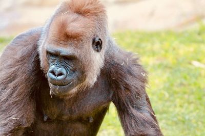 Close-up portrait of monkey