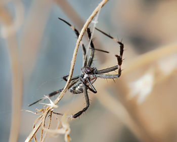 Close-up of spider