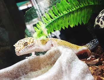 Close-up of lizard on leaves