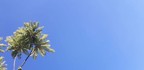 Low angle view of plant against clear blue sky