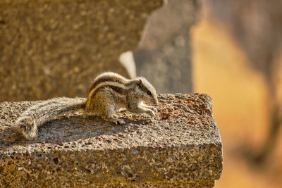 Close-up of squirrel on rock