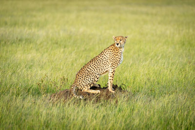 Cheetah sits on termite mound in grass