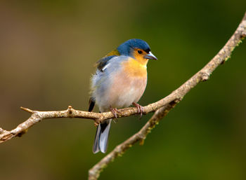 Close-up of bird perching on branch