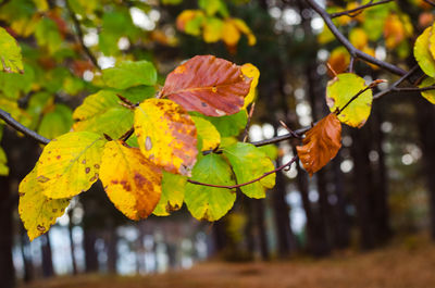 Close-up of leaves on tree during autumn