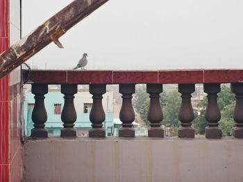 Close-up of bird