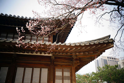 Low angle view of cherry tree by building against sky