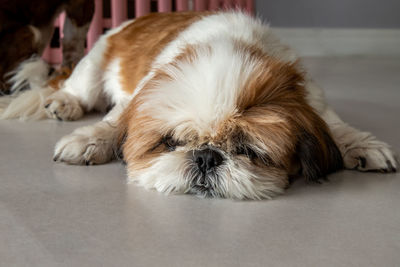 Close-up of a dog sleeping