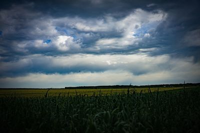 Scenic view of agricultural field against sky