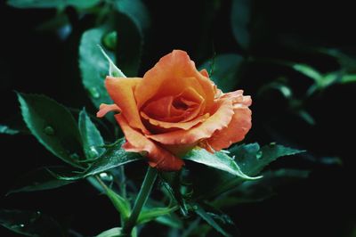 Close-up of rose plant