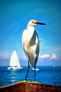 Close-up of bird perching on sea against sky
