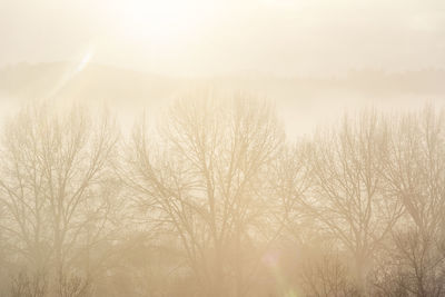 Bare trees against sky in foggy weather