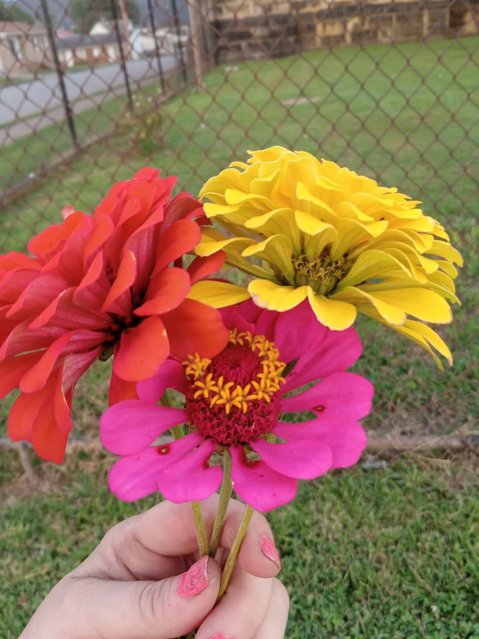 flower, flowering plant, plant, hand, freshness, beauty in nature, one person, nature, holding, fragility, yellow, flower head, petal, close-up, inflorescence, bouquet, fence, day, floristry, women, growth, outdoors, lifestyles, focus on foreground, adult, floral design, personal perspective, pink