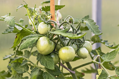 Green unripe tomatoes hang on a bush branch in a greenhouse. harvest and gardening concept.