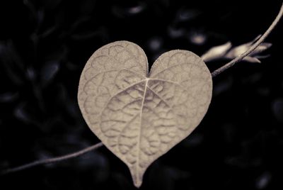 Close-up of dry leaf