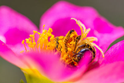 Macro shot of pink flower