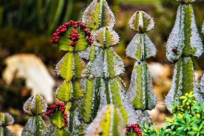 Close-up of succulent plant