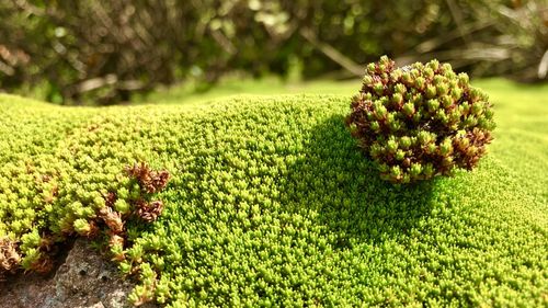 Close-up of flowering plant on land