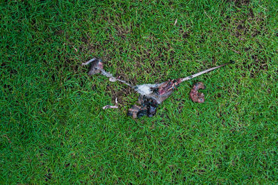 High angle view of bird on field