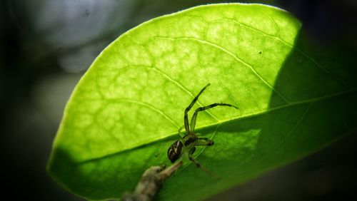 Close-up of insect on leaf