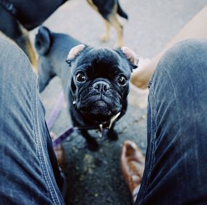 Low section of person with dog