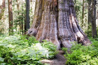 Scenic view of forest