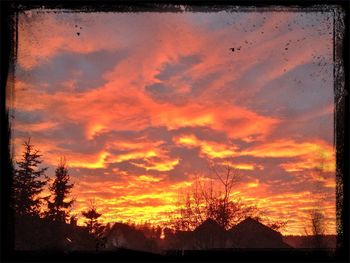 Silhouette of trees at sunset