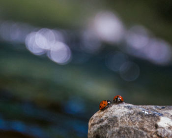 Ladybugs on rock