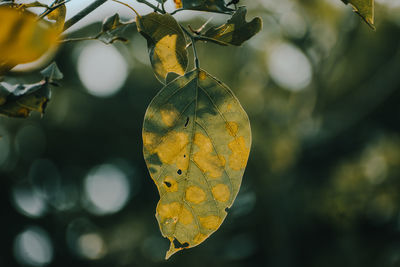 Close-up of tree