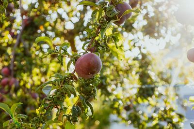 Plum tree, growing organic fruits closeup. close-up of fruits growing on tree. 