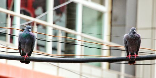 Close-up of bird perching on railing