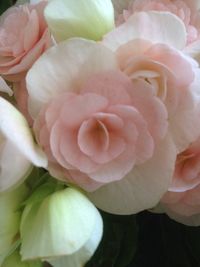 Close-up of pink rose