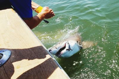 Fisherman catching shark