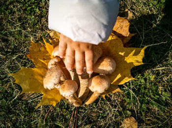 Cropped hand of person touching mushrooms on grass