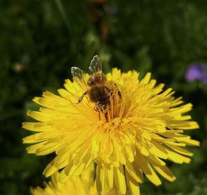 Close-up of insect on yellow flower