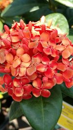 Close-up of pink flowers