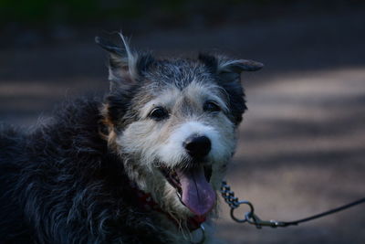 Close-up portrait of a dog