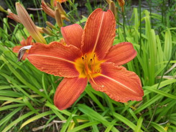 Close-up of orange day lily blooming outdoors