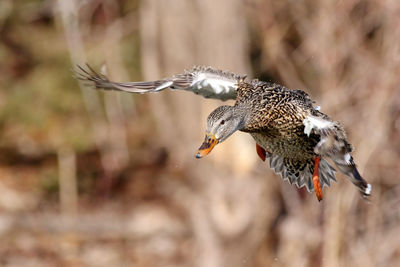 Mid-air of flying duck
