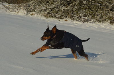 Dog on snow field