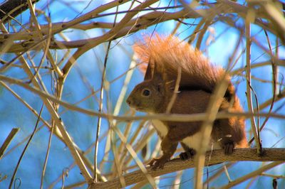 Low angle view of squirrel on tree