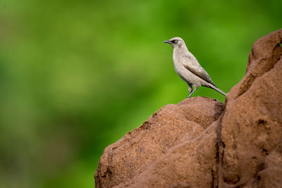 Close-up of bird perching on rock formation