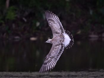 Bird flying against lake