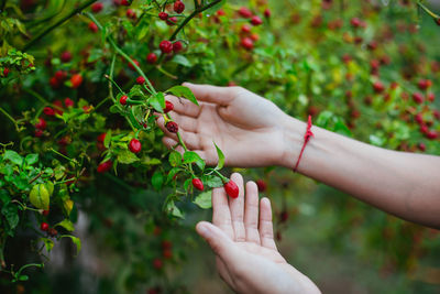 Cropped hand of woman holding grapes