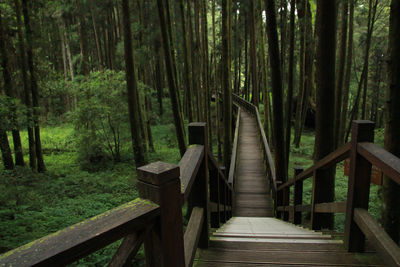 Wooden footbridge in forest