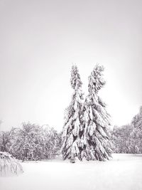 Tree against sky