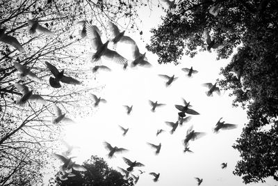 Low angle view of birds flying in the sky