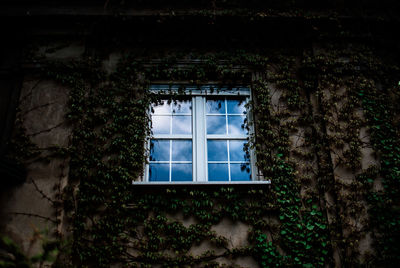 Low angle view of ivy on wall surrounding window