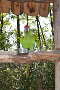 Low angle view of parrot perching on tree