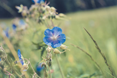 Close-up of purple flowers